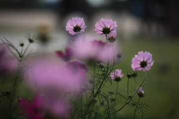 Cosmos deep pink flowers bloom in garden close up zoom in blur background