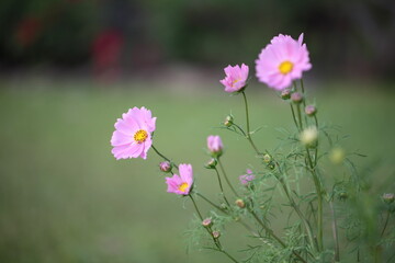 Cosmos deep pink flowers bloom in garden close up zoom in blur background