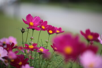 Cosmos deep pink flowers bloom in garden close up zoom in blur background