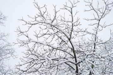 Fototapeta na wymiar winter tree branches after snow
