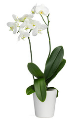 Blooming orchid flower in pot isolated on white