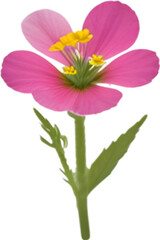 Primrose clipart. A cute Primrose flower icon.