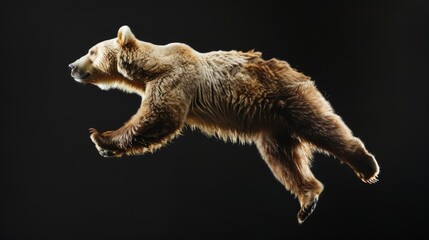 Bear jump on a black background. Flying animal. - obrazy, fototapety, plakaty