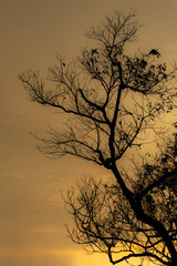 A silhouette picture of a tree at sunrise