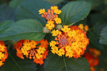 orange flowers