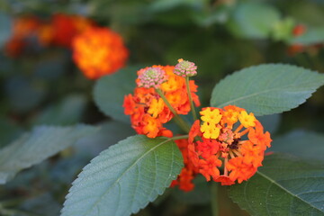 red and yellow flowers