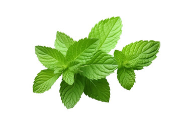 Green mint leaf. Fresh mint leaves on isolated transparent background