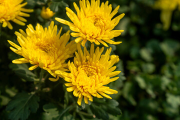 A bouquet of chrysanthemums. Multi-colored bouquet of flowers.