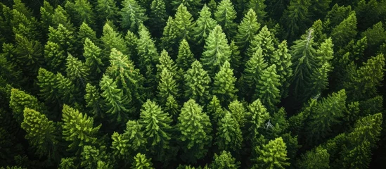 Foto op Plexiglas This captivating aerial photograph showcases a large group of trees in the middle of an enchanting Scotch Pine forest. © AkuAku