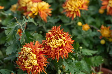 A bouquet of chrysanthemums. Multi-colored bouquet of flowers.
