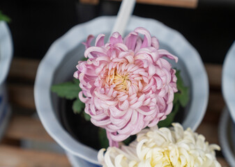 A bouquet of chrysanthemums. Multi-colored bouquet of flowers.