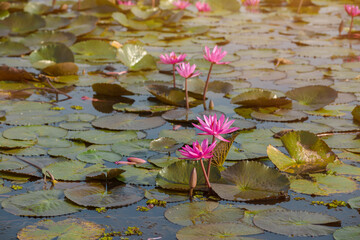 Beautiful Pink lotus lake in the morning,  in the lake at Udonthani province, Thailand.