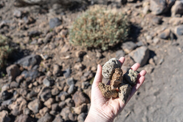 Volcano Stones in Hand, Volcanic Pumice with Glass, Pieces of Lava, Basalt Extrusive Igneous Rock