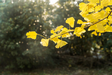 Obraz premium Bright yellow leaves of the ginkgo tree