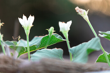 white Bottle gourd flower and leaves in organic farm, Myanmar.