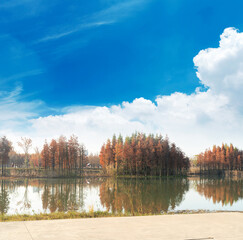Beautiful colorful forest landscape in autumn season
