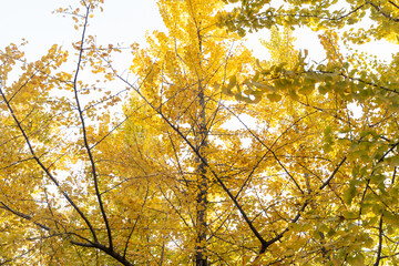 Bright yellow leaves of the ginkgo tree