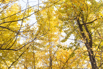 Bright yellow leaves of the ginkgo tree