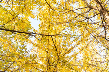 Bright yellow leaves of the ginkgo tree