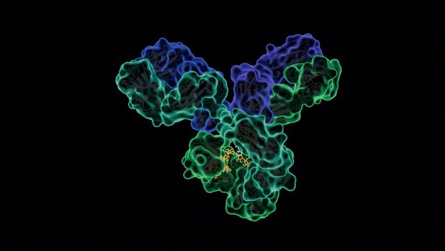 Rotating antibody (human immunoglobulin G containing water accessible surface, protein ribbon and carbohydrates) in 360-degree view: seamless loof video on transparent background. 