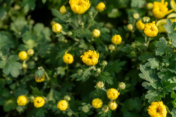 A bouquet of chrysanthemums. Multi-colored bouquet of flowers.