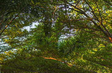 trees, leaves, sunlight, bright green sky