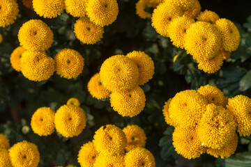 A bouquet of chrysanthemums. Multi-colored bouquet of flowers.