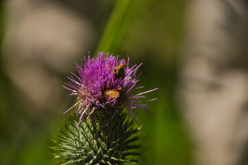Thistle with two beetles in the purple flower on a sunny, summers day.