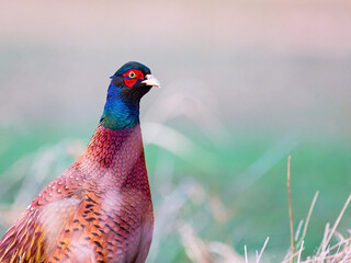 Close up of male pheasant in a grass