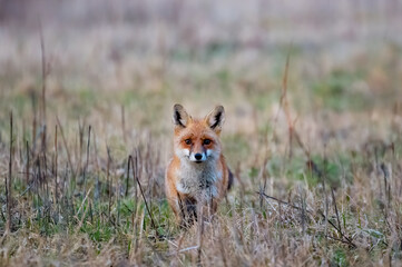 A magnificent wild Red Fox (Vulpes vulpes) hunting for food to eat in the long grass.