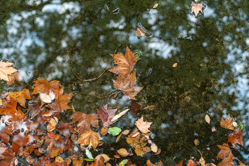 Autumn cold rainy day. Yellow orange maple leaf floating in lake.