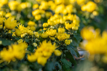 A bouquet of chrysanthemums. Multi-colored bouquet of flowers.