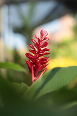 Alpinia purpurata red flower with green leaf in the garden zoom in blur background
