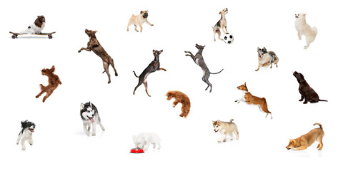 Art collage made of shoots of funny, playful purebred dogs against white studio background. Concept...
