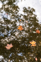 Autumn cold rainy day. Yellow orange maple leaf floating in lake.