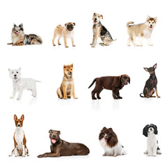 Art collage made of portraits of fluffy and short hair purebred dogs against white studio background. Concept of vet, pets love, companion, animal life. Look happy, delighted. Copy space for ad.