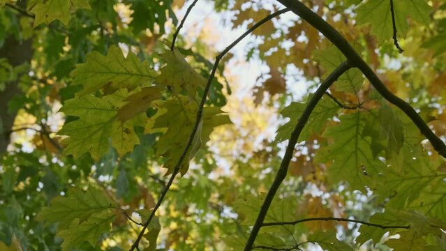 Real time oscillating maple tree branches with autumn yellowish green leaves in sunny daylight while moving in gentle breeze against blurred cloudless blue sky