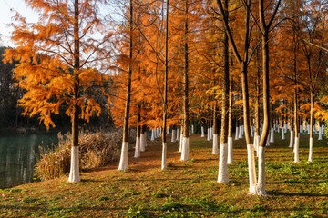 Beautiful colorful forest landscape in autumn season