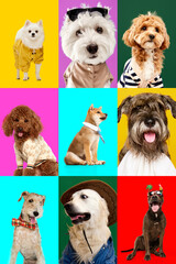 Creative collage of different breeds of dogs. Cute and smart purebred pets posing against multicolored background. Studio photo shots. Concept of animal life, pet lovers, companion. Ad.