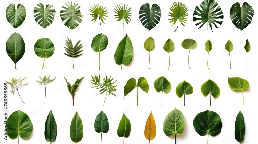 Poster various types of leaves arranged on a white background. ideal for botanical projects
