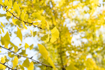 Bright yellow leaves of the ginkgo tree