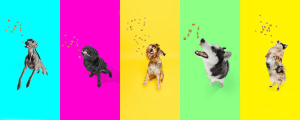 Collage made of portrait of cute different breeds dogs, pets eating canine food against vivid...