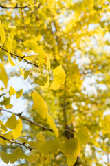 Bright yellow leaves of the ginkgo tree