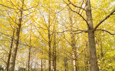 Fototapeta premium Bright yellow leaves of the ginkgo tree