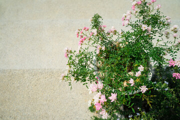 Fairy Rose or Pygmy Rose is small flower is blooming in front of the trowel wall at the park. Beautiful pink flower with space for Valentine day.