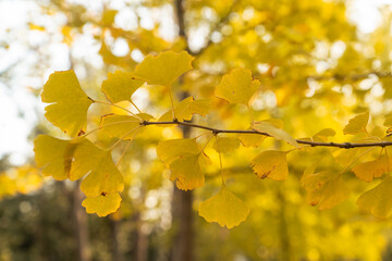 Bright yellow leaves of the ginkgo tree