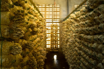 Soft focus of Mushroom farm . Organic Lingzhi and shiitake mushrooms mold in plastic bag on row for...