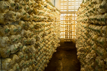 Soft focus of Mushroom farm . Organic Lingzhi and shiitake mushrooms mold in plastic bag on row for growing farm agriculture. plantation cultivation farm business.