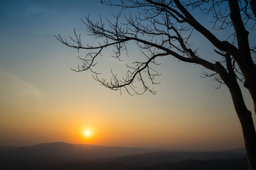 Tree grow in autumn is no leaf with sunset or sunrise sky background. Leaf are fall and put forth...