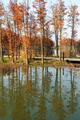 Beautiful colorful forest landscape in autumn season